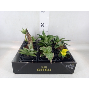 Sansevieria   ...