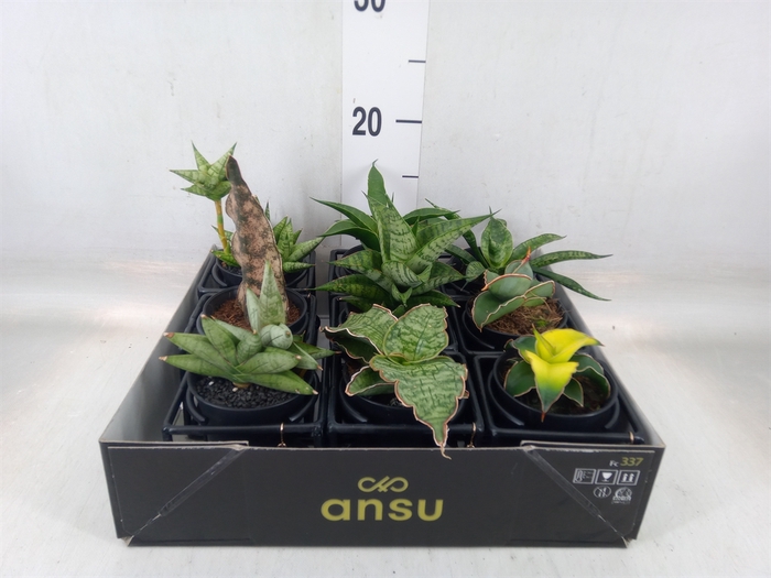 <h4>Sansevieria   ...</h4>