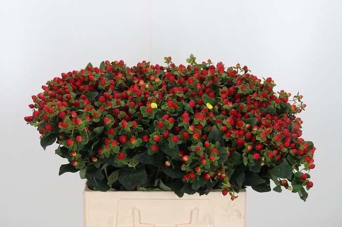 <h4>Hyp Mag Triumph</h4>