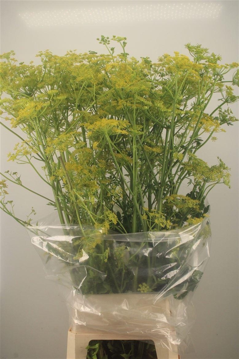 <h4>Angelica Gigas Yellow</h4>