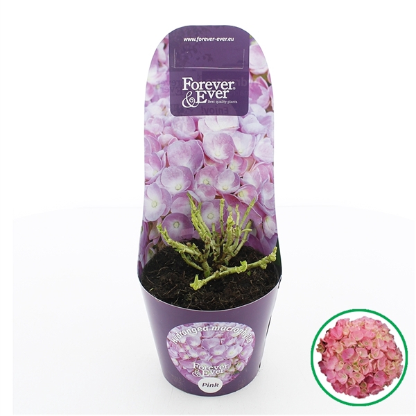 <h4>Hydrangea macr. Forever & Ever® Roze C2 (17cm.) Potcover</h4>