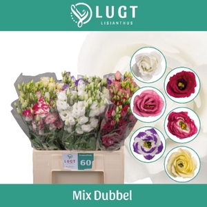 Lisianthus mix