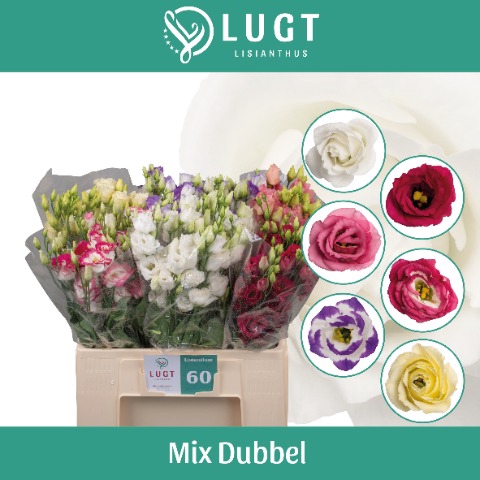 <h4>Lisianthus mix</h4>