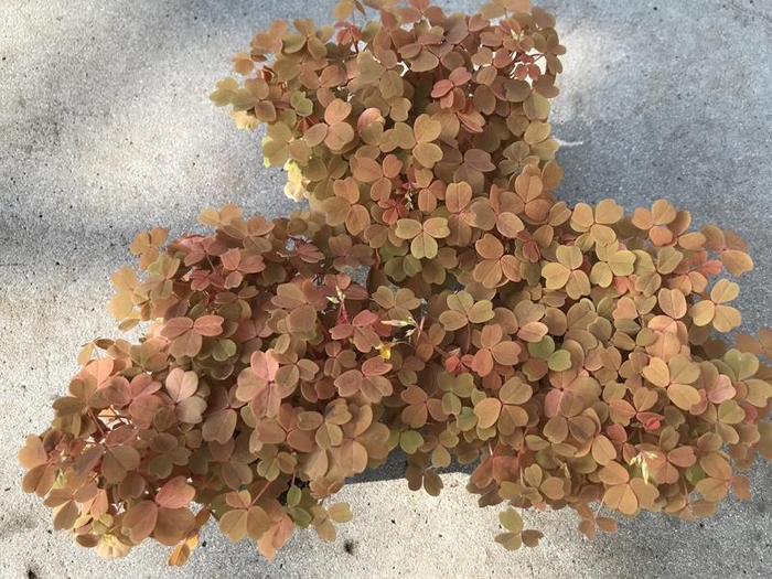 <h4>OXALIS VULCANICOLA</h4>