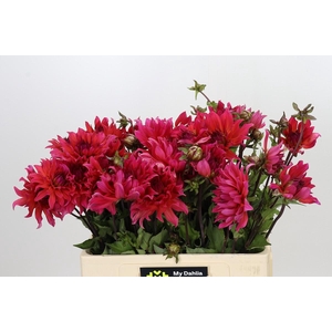 Dahlia Pink Punk