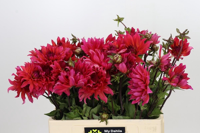 <h4>Dahlia Pink Punk</h4>