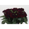 Dahlia Black Fox