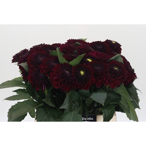 Dahlia Black Fox