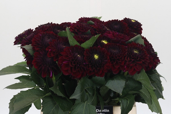 <h4>Dahlia Black Fox</h4>