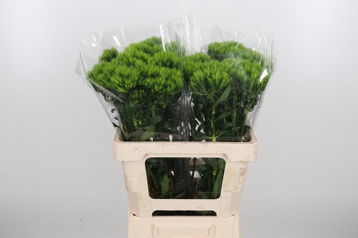 <h4>Di Barb Kiwi Mellow</h4>