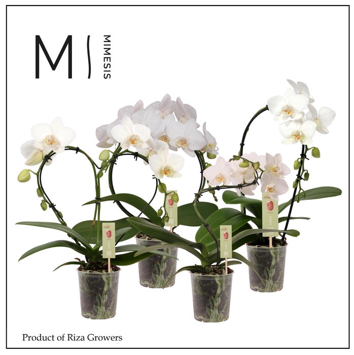 <h4>Phalaenopsis Shapes Mix - 9cm | Mimesis</h4>