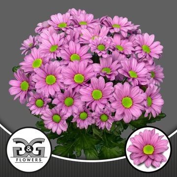 <h4>Chr T Ballerina Pink AAL</h4>