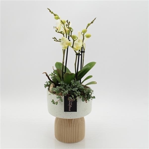 Arrangementen Phalaenopsis mt H%