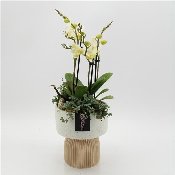 <h4>Arrangementen Phalaenopsis mt H%</h4>