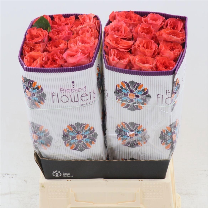 <h4>R GR ORANGE ENIGMA</h4>