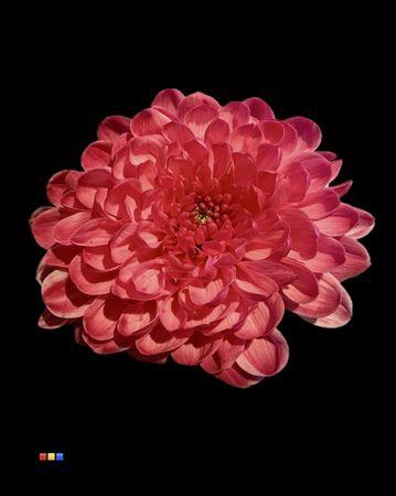 <h4>Chr T Altaj Cherry</h4>