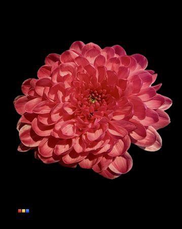 <h4>Chr T Altaj Cherry</h4>