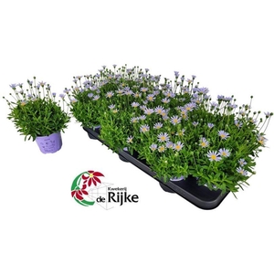 Felicia Felicitara Blue