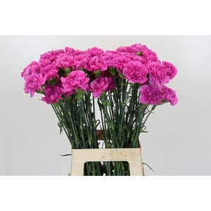 Dianthus St Farida