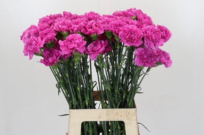 <h4>Dianthus St Farida</h4>