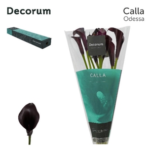 Calla Odessa Box