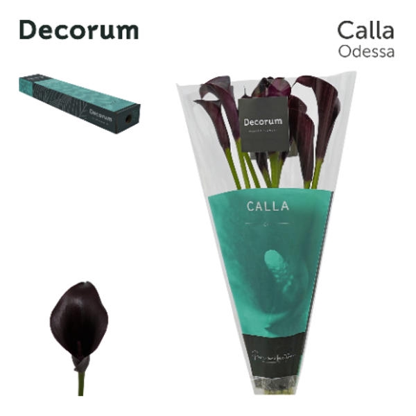 <h4>Calla Odessa Box</h4>
