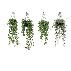 Dischidia Imbricata Mix Hang