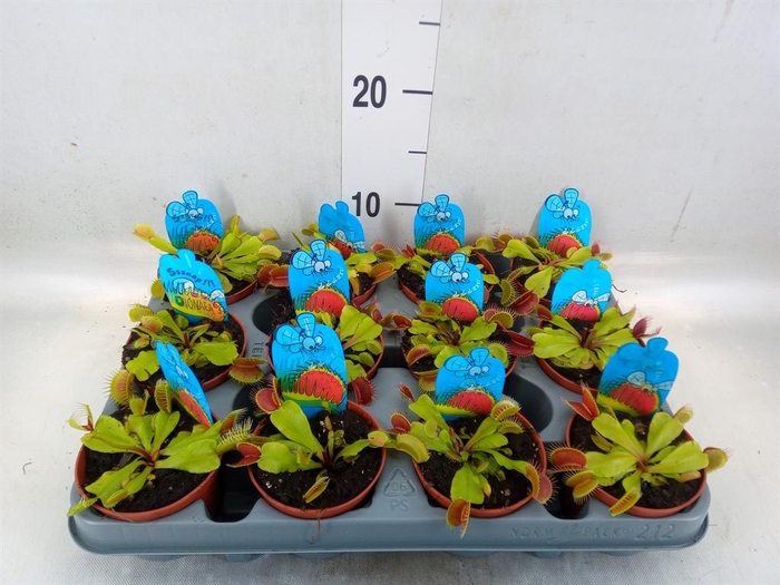 <h4>Dionaea muscipula</h4>