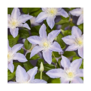 Mixtray Clematis Royal +light label