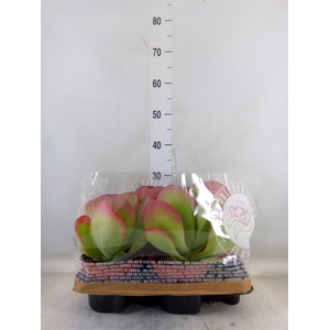 Kalanchoe NF thyrsiflora