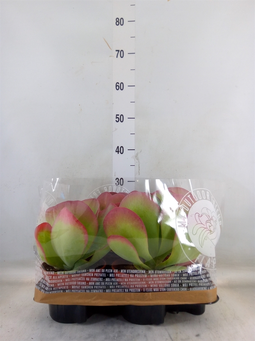 <h4>Kalanchoe NF thyrsiflora</h4>