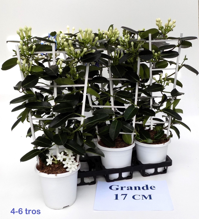 <h4>STEPH FL OV</h4>