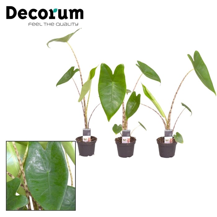 <h4>Alocasia Zebrina 7 cm (Decorum)</h4>