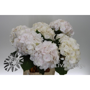 Hydrangea sweet verena