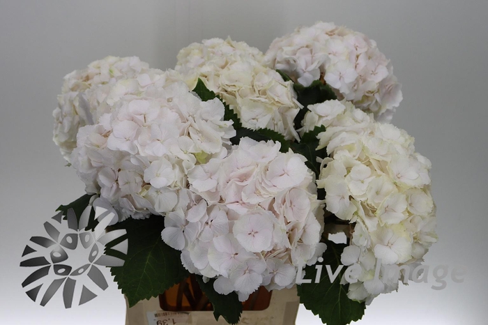 <h4>Hydrangea sweet verena</h4>