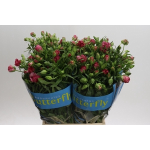 Ranunculus Butterfly Lycia