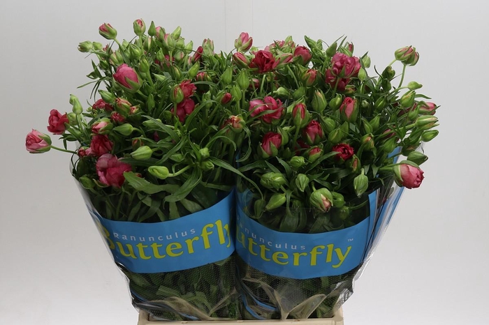 <h4>Ranunculus Butterfly Lycia</h4>