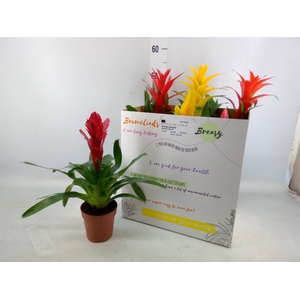 Bromelia   ...mix  6