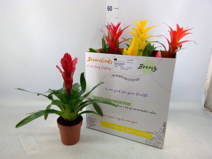 <h4>Bromelia   ...mix  6</h4>