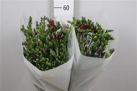 <h4>Fr En Gemengd 21gr</h4>