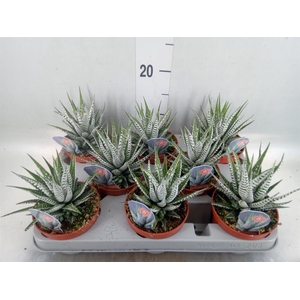 Haworthia fasciata 'Alba'
