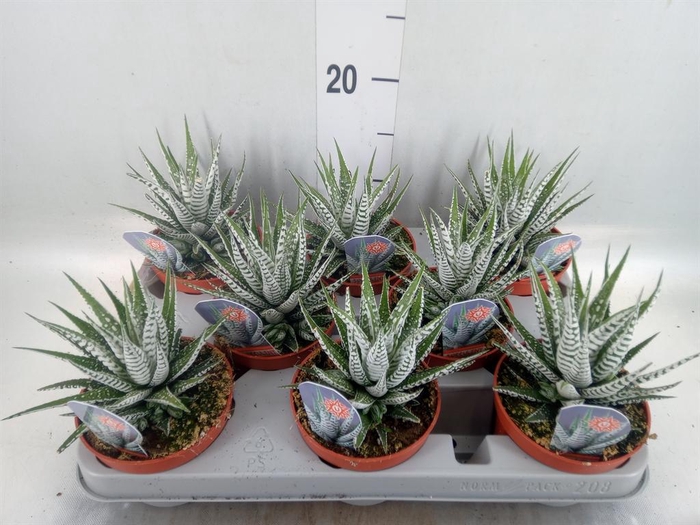 <h4>Haworthia fasciata 'Alba'</h4>