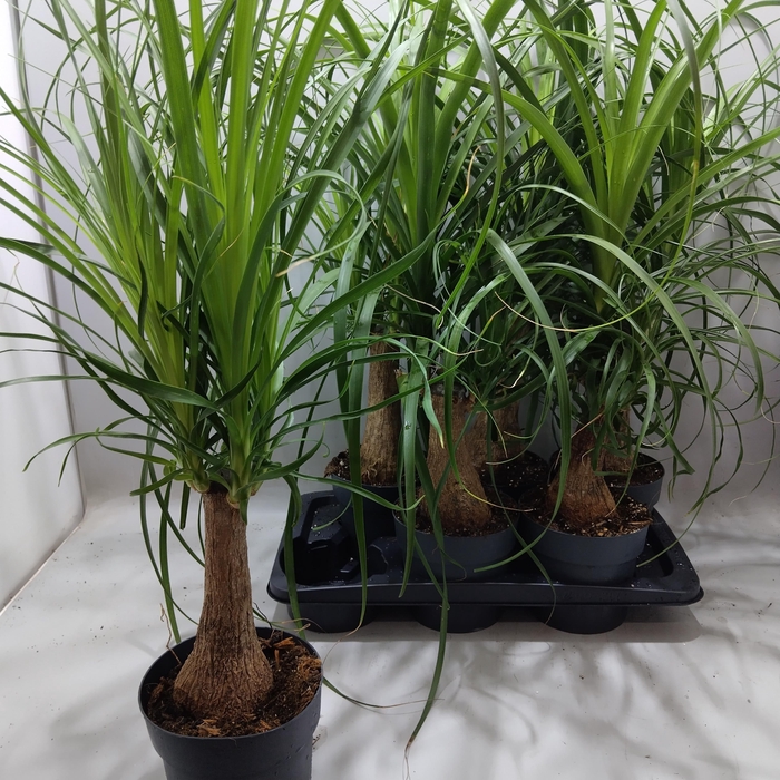 <h4>BEAUCARNEA RECUR</h4>