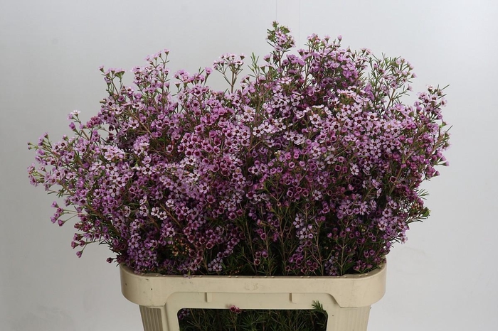 <h4>Chamelaucium Early Nir</h4>