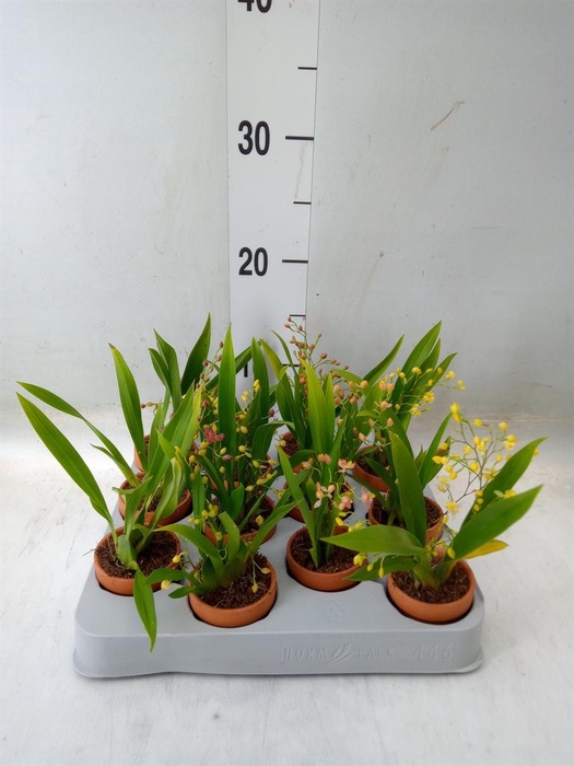 <h4>Oncidium   ...</h4>