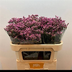 LIM SIN TIFFANY DIAM