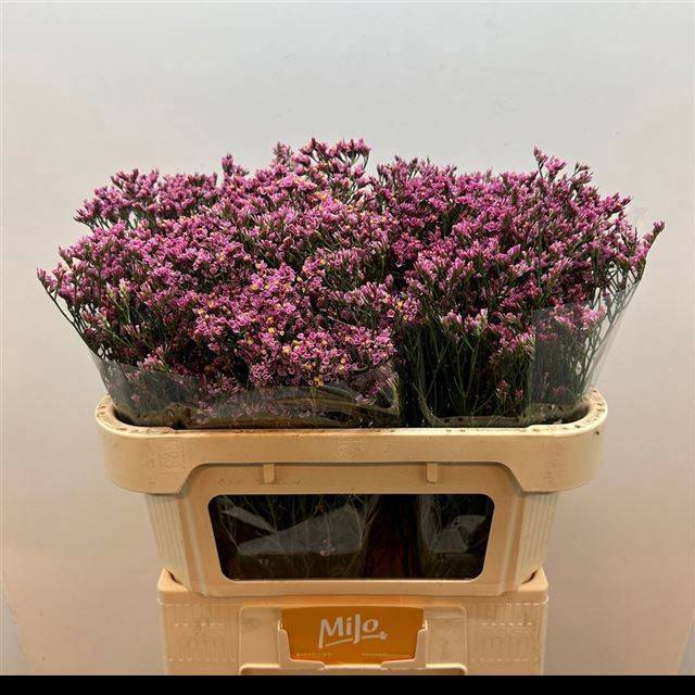 <h4>LIM SIN TIFFANY DIAM</h4>