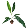 Musa