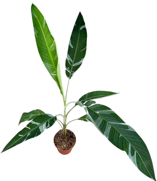 Musa