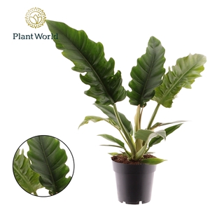 Philodendron Narrow Escape Feel Green